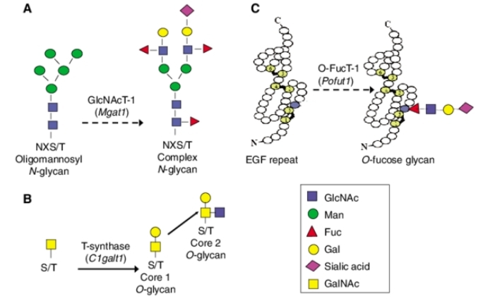 Glycomics in Drug Development