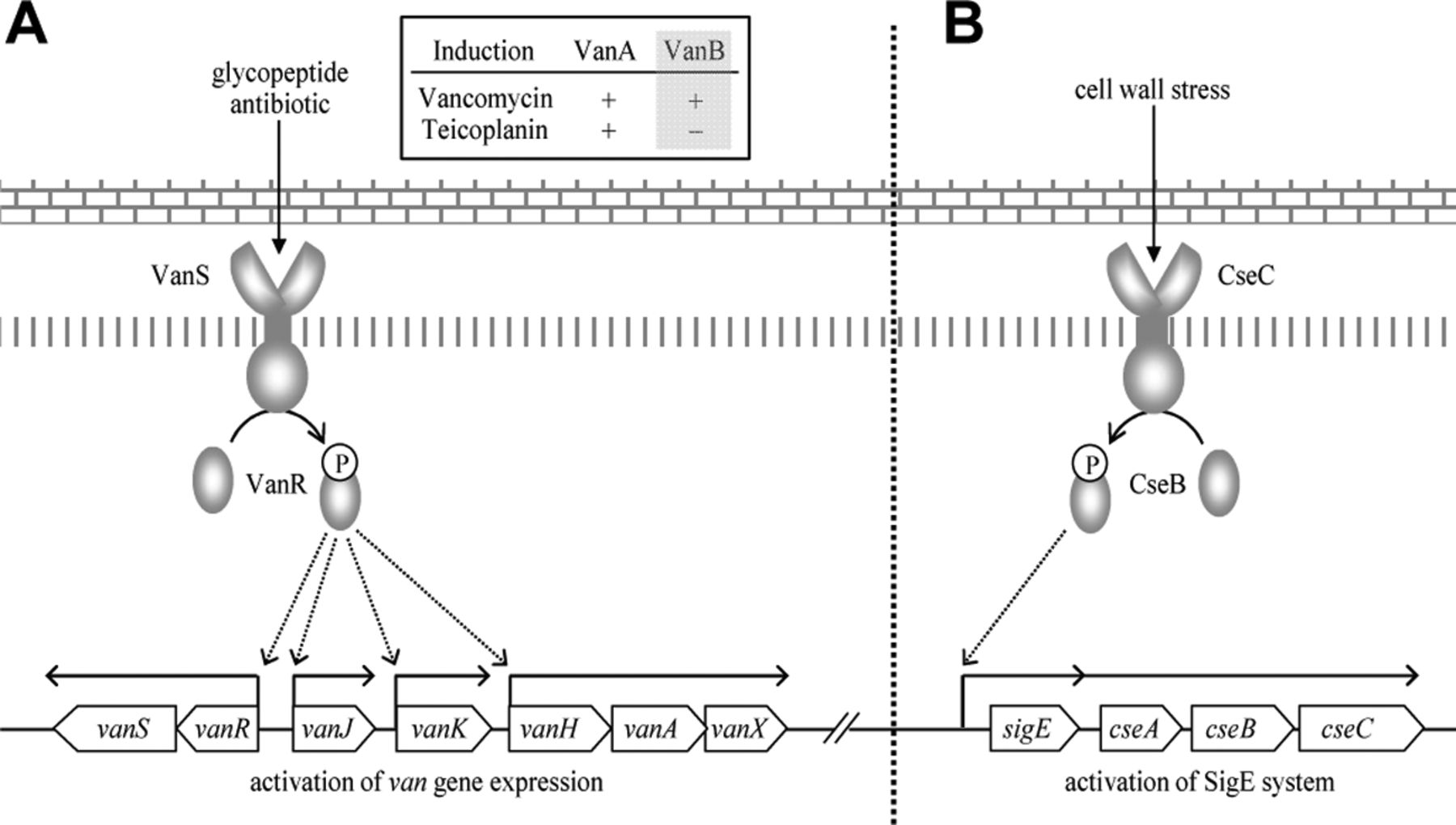 Glycopeptide Drug Research: Insights from Mass Spectrometry Analysis