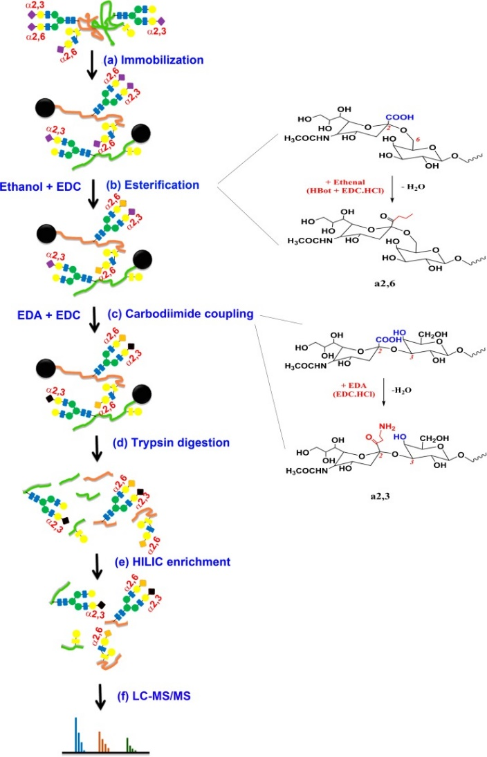 glycopeptides-analysis