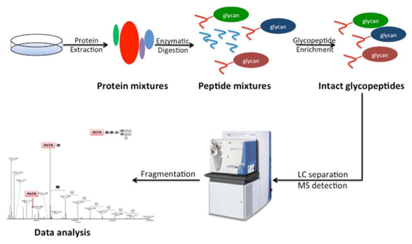 glycopeptides-analysis