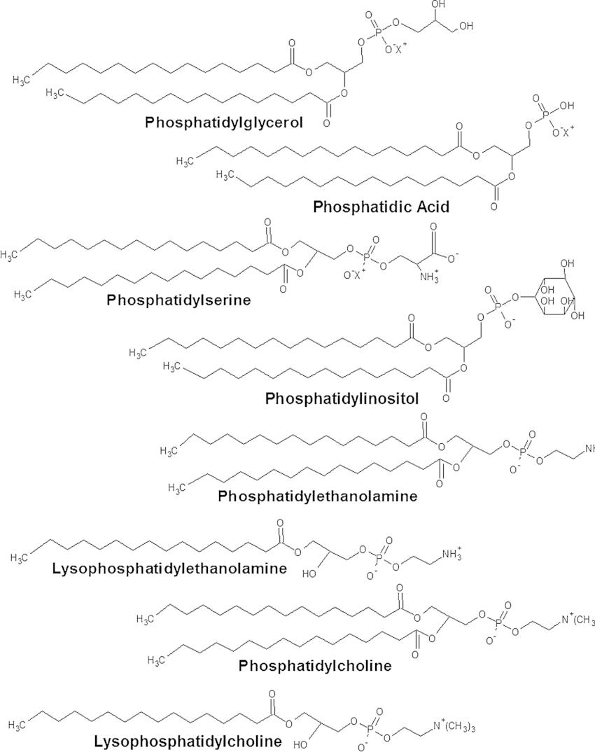 Glycophospholipids: Structure, Function, and Research Techniques