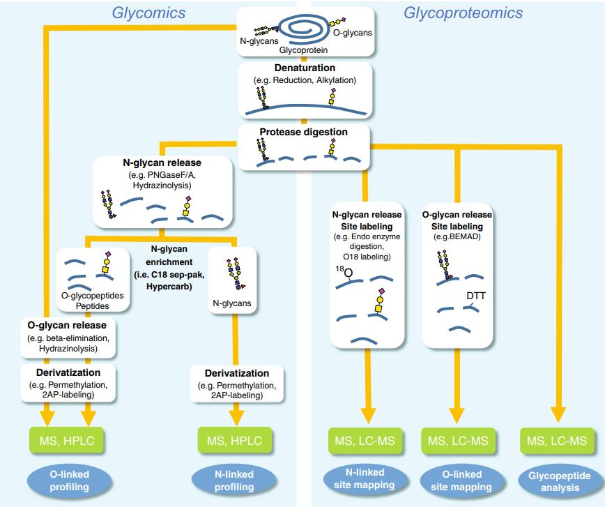 Glycoproteomics in Drug Development