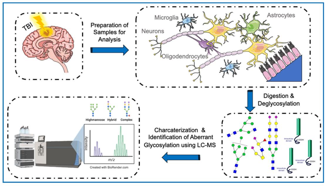 Glycoproteomics in Neuroscience