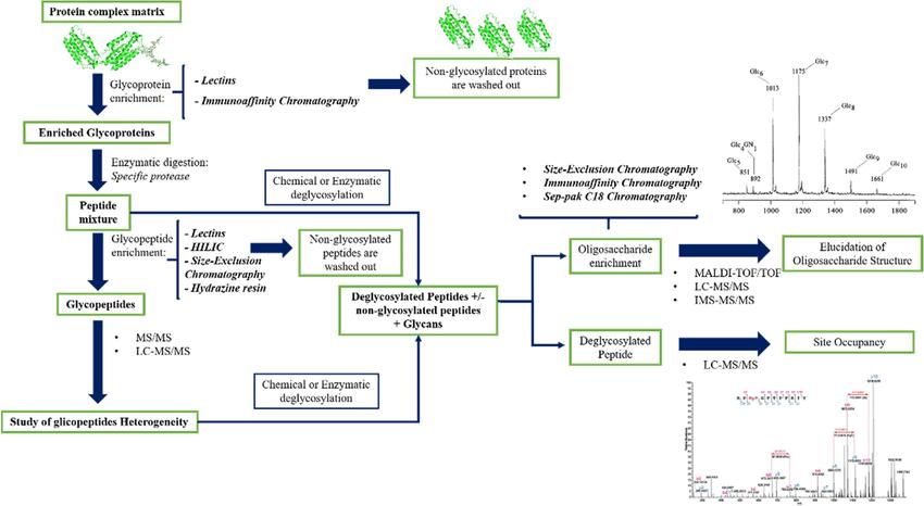 Glycoproteomics: Techniques, Methods, and Mass Spectrometry Innovations