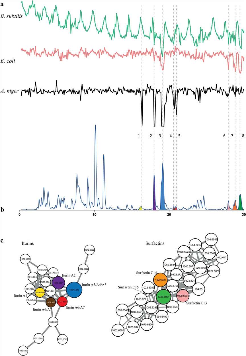 GNPS molecular network of iturin and surfactin clusters