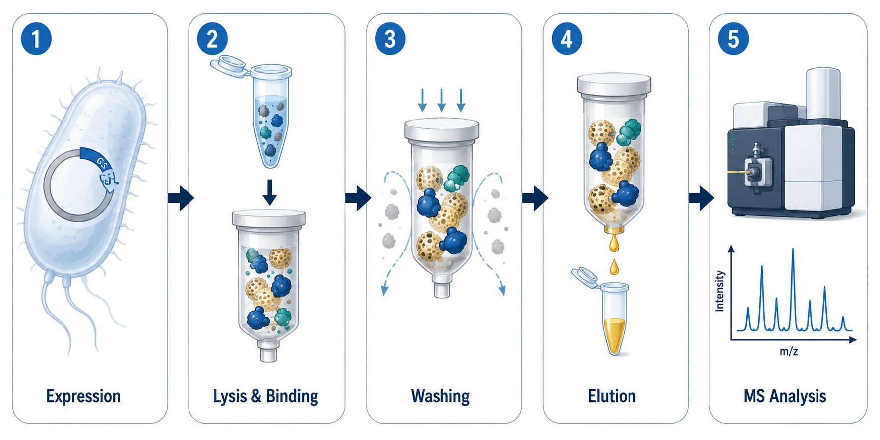 Figure 2: GST Pull-Down Expression-to-MS Complete Workflow