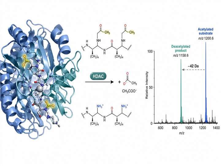 HDAC MS activity assay principle diagram with enzyme, substrate, deacetylation reaction, and mass spectrum