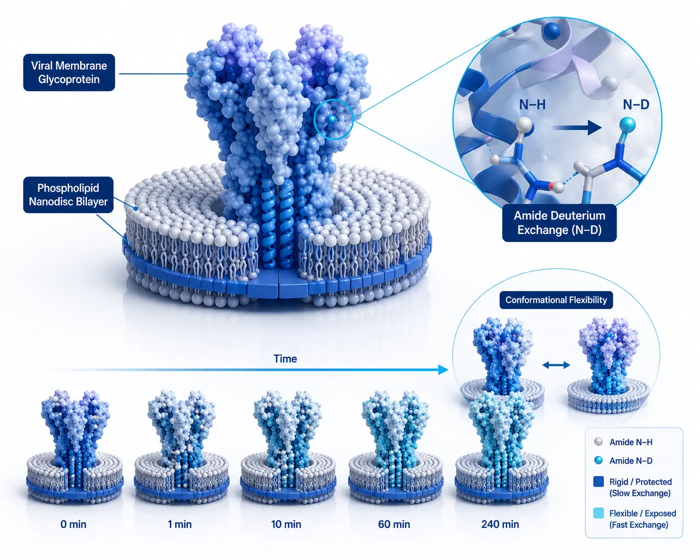 HDX-MS for Dynamic Membrane Proteins: Designing Ligand-Binding and Conformational Studies That Remain Interpretable