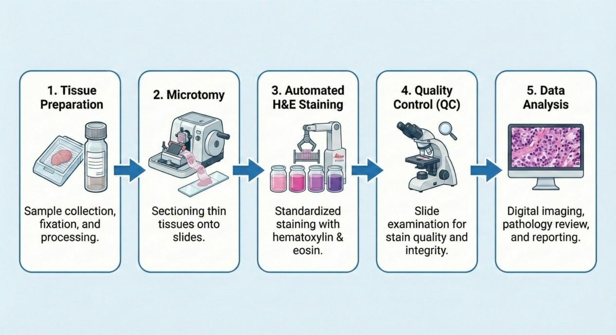 workflow of H&E staining