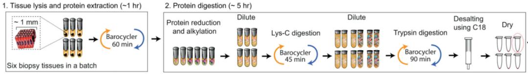 High-Throughput Analysis of IgG Fc Glycopeptides by PCT-SWATH LC-MS