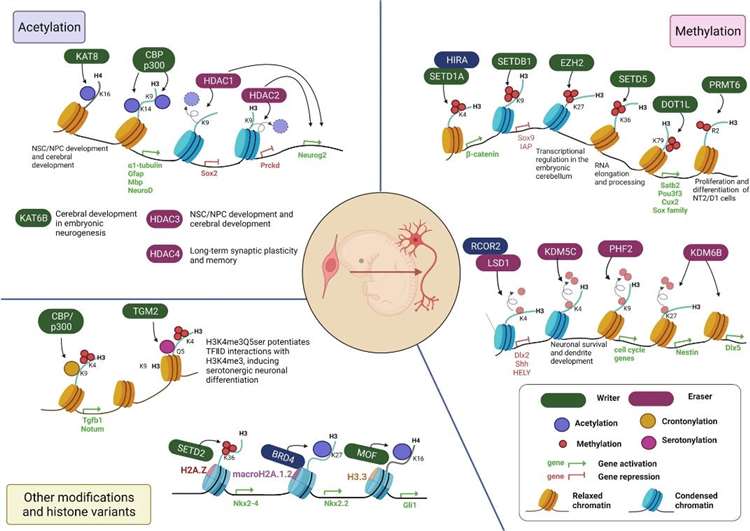 Histone Modifications in Health and Disease