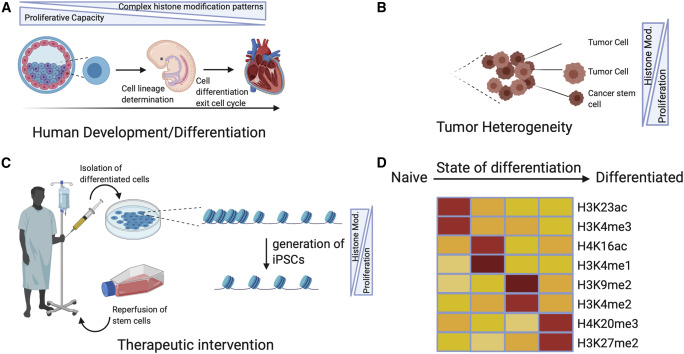 Histone PTMs in Stem Cell Biology and Embryonic Development