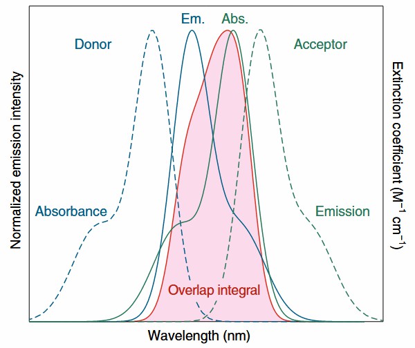 How to Analyze Protein-Protein Interaction: Top Lab Techniques
