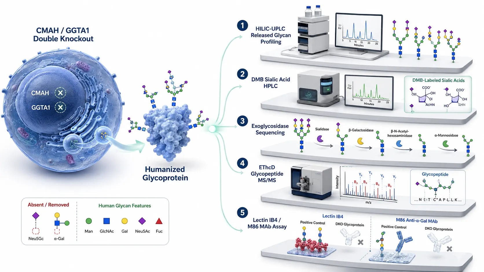 How to Validate CMAH and GGTA1 Glycoengineering: Neu5Gc, Neu5Ac, and Alpha-Gal Evidence by LC-MS and Orthogonal Assays