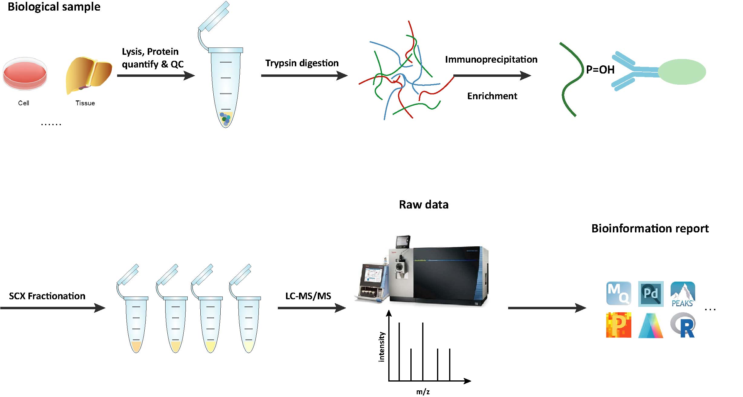 Workflow of Hydroxylation Analysis