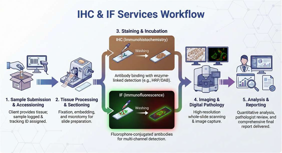 IHC&IF workflow