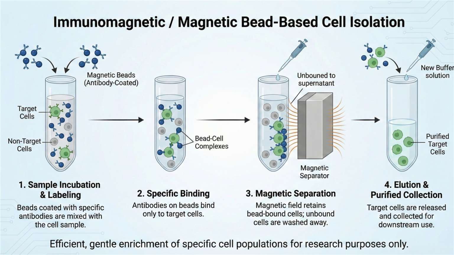 mechanism of immunomagnetic cell isolation