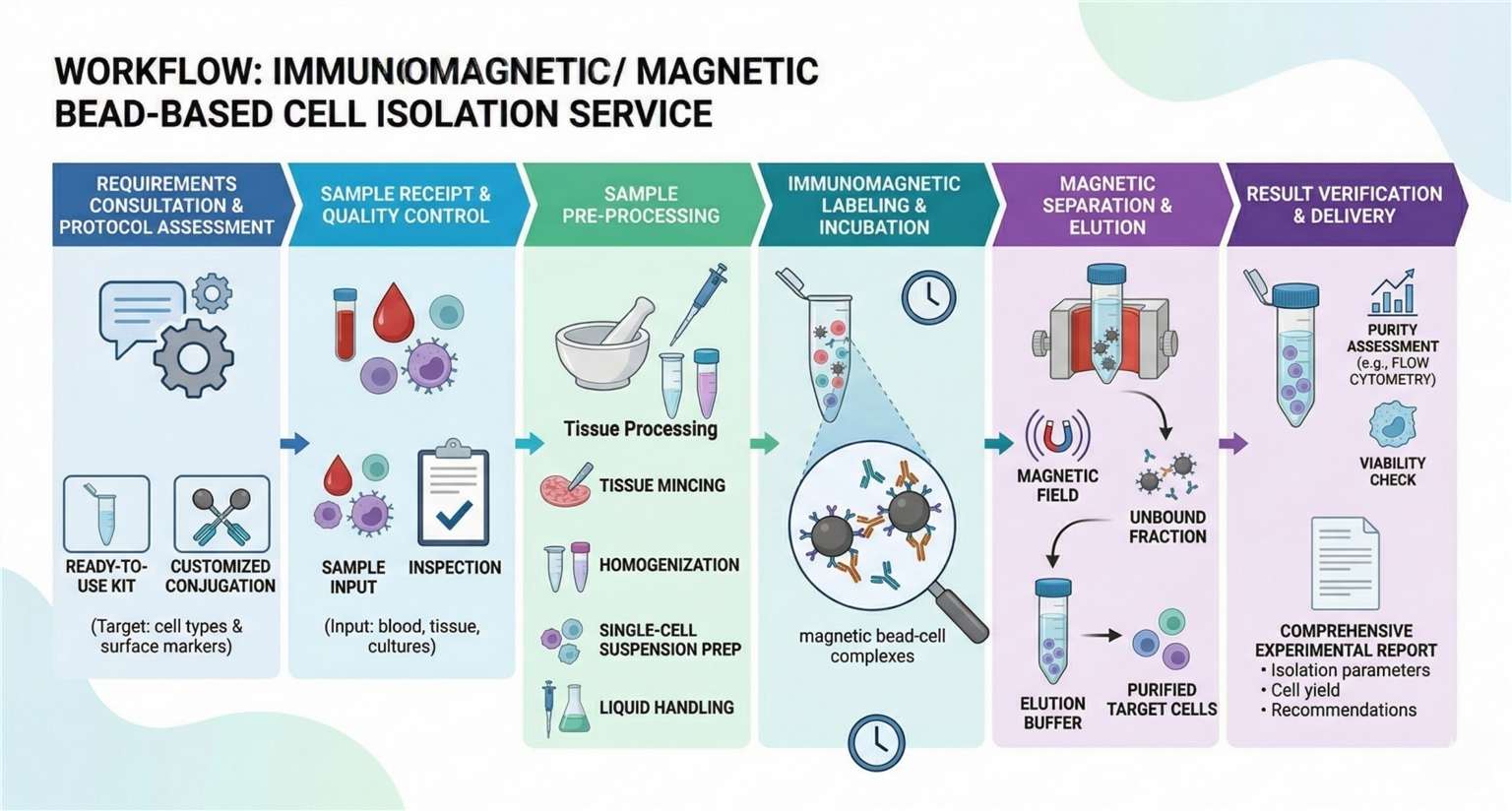 Immunomagnetic / Magnetic Bead-Based Cell Isolation Service workflow