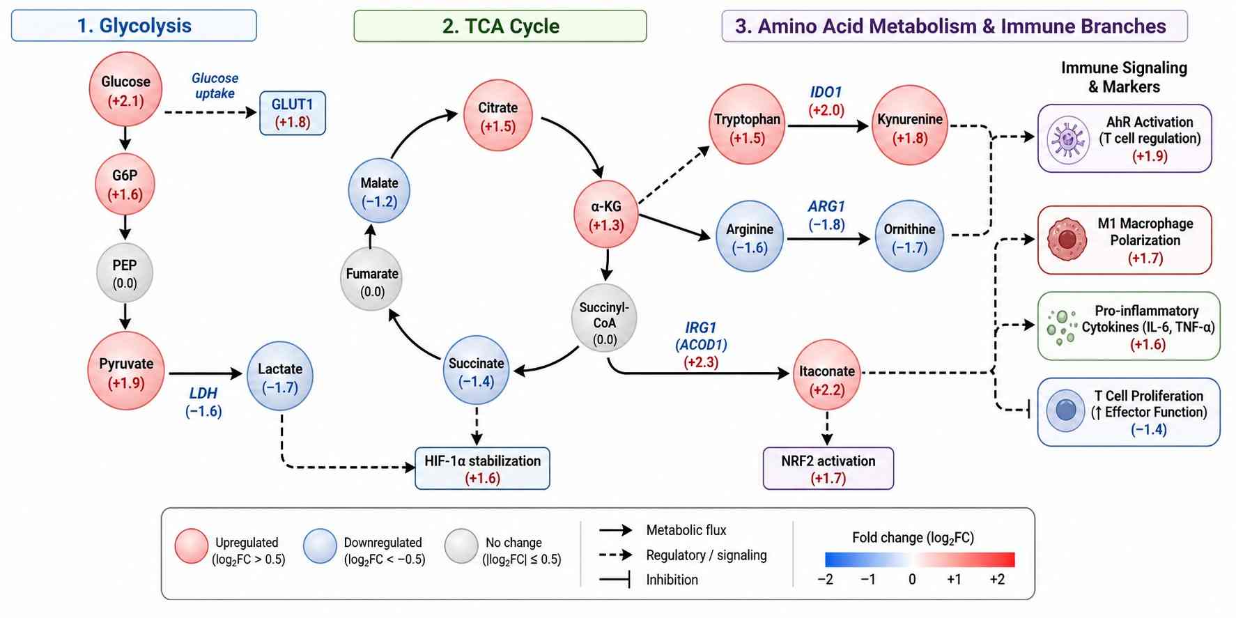 Metabolic pathway map with quantified nodes showing integrated visualization of glycolysis, TCA cycle, amino acid metabolism, and immune signaling pathways with fold-change data overlaid.