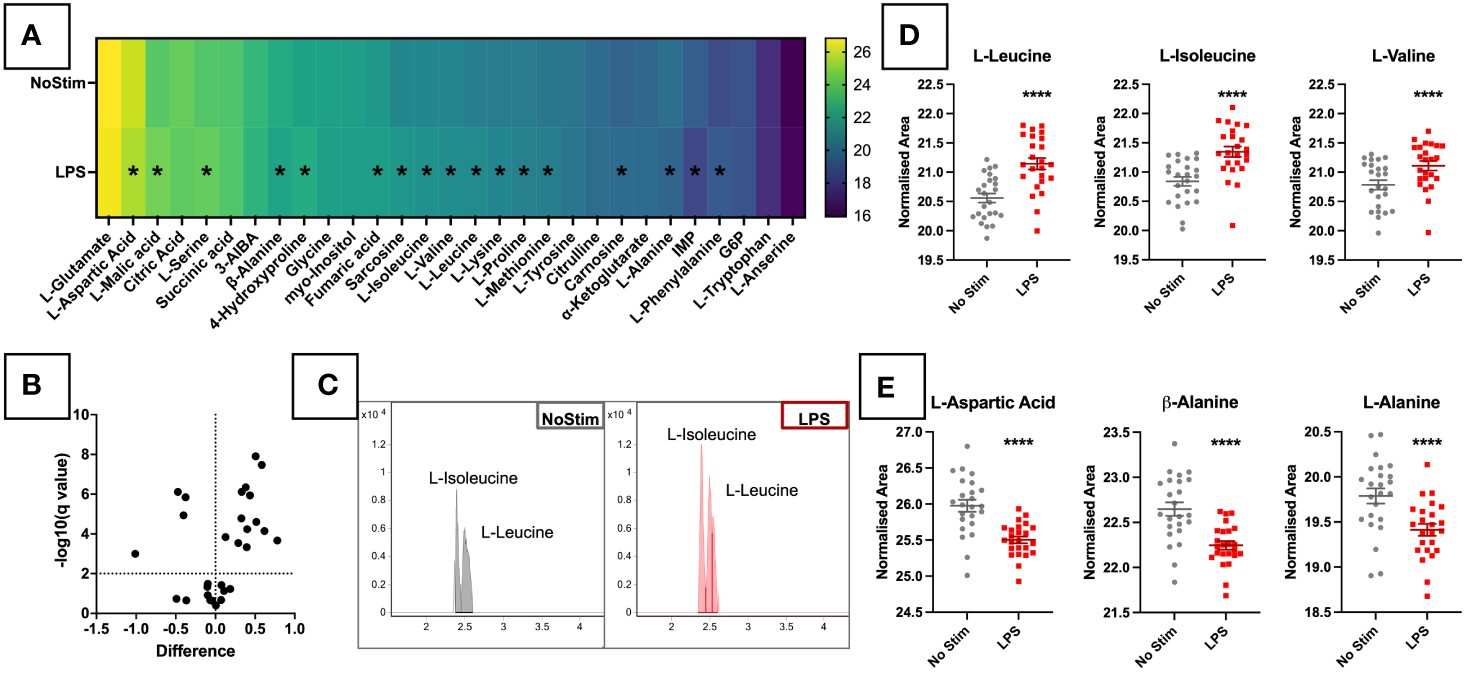 Targeted metabolomic analysis of LPS-stimulated primary monocytes showing heatmap of 29 detected targeted metabolites, volcano plot, extracted ion chromatograms, and BCAAs significantly increased after LPS stimulation (adapted from Leacy et al. 2023, Frontiers in Immunology, CC-BY 4.0).