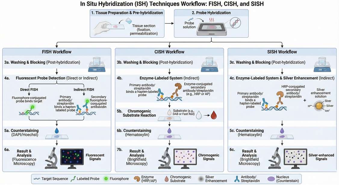 The Workflow of In Situ Hybridization
