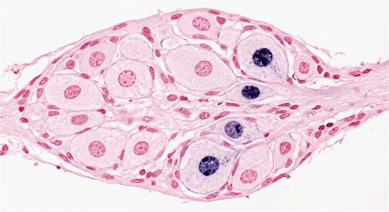 In situ hybridization for infectious diseases