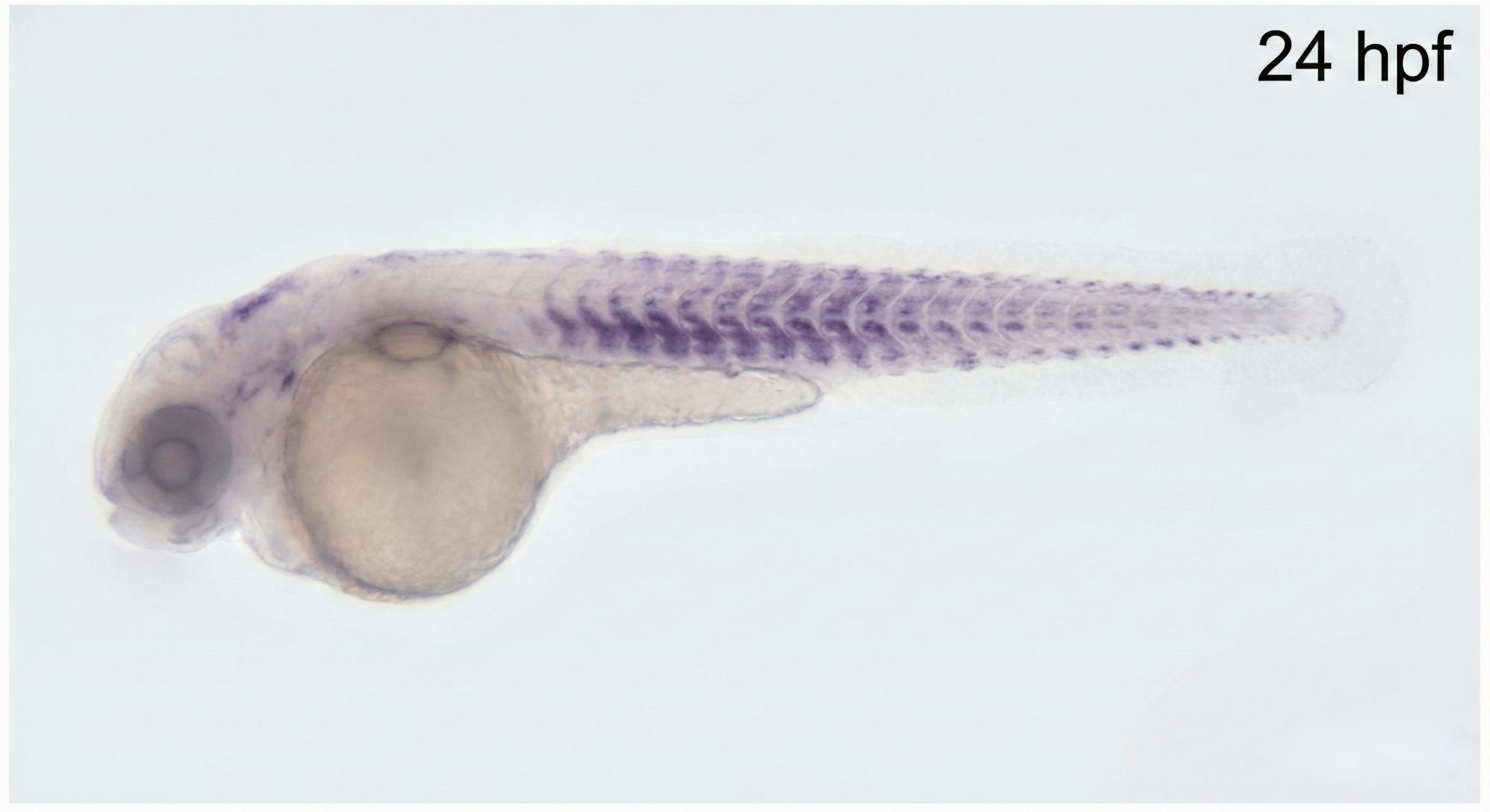 In situ hybridization for Developmental Biology