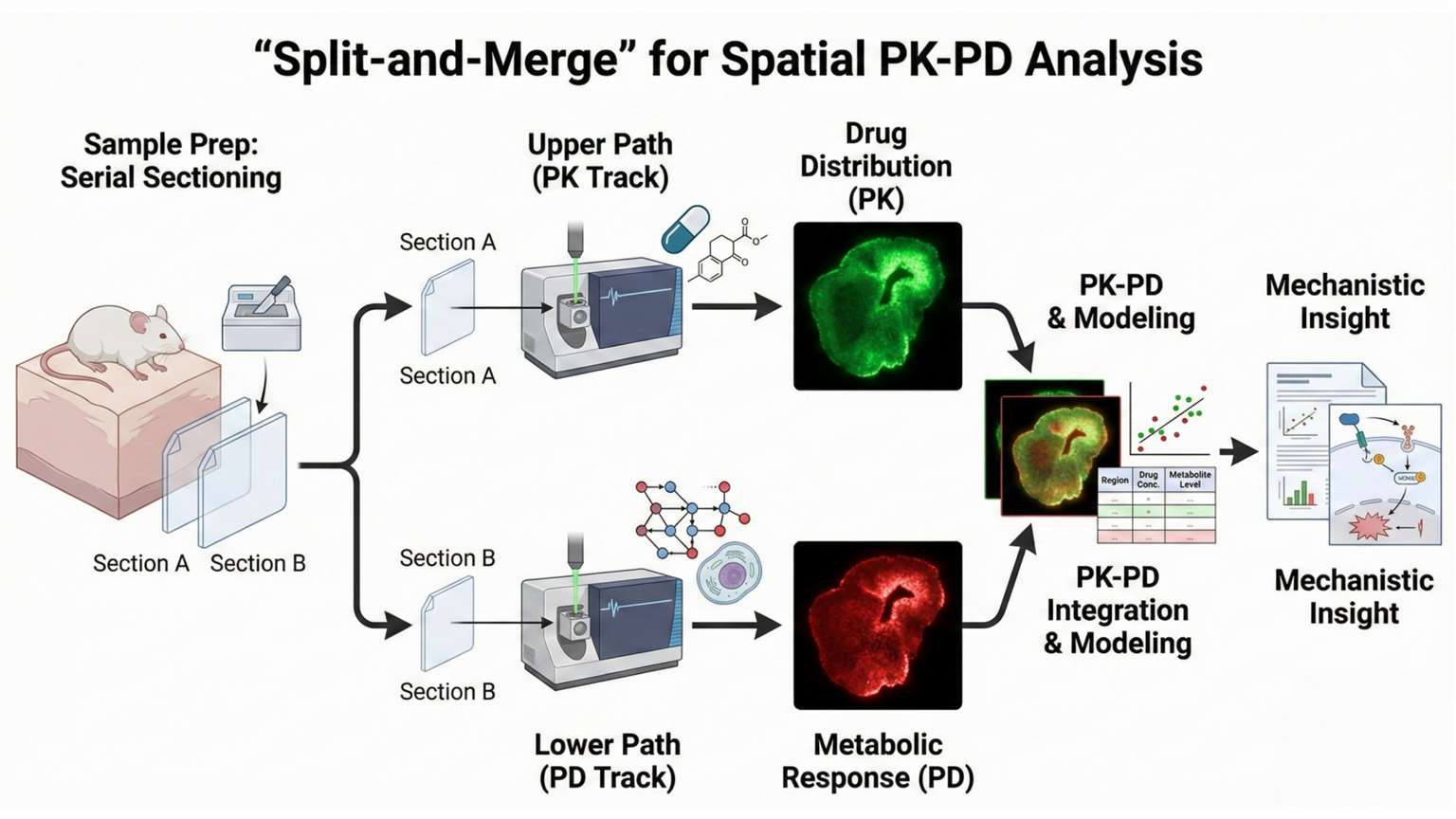 workflow of in situ PK&PD