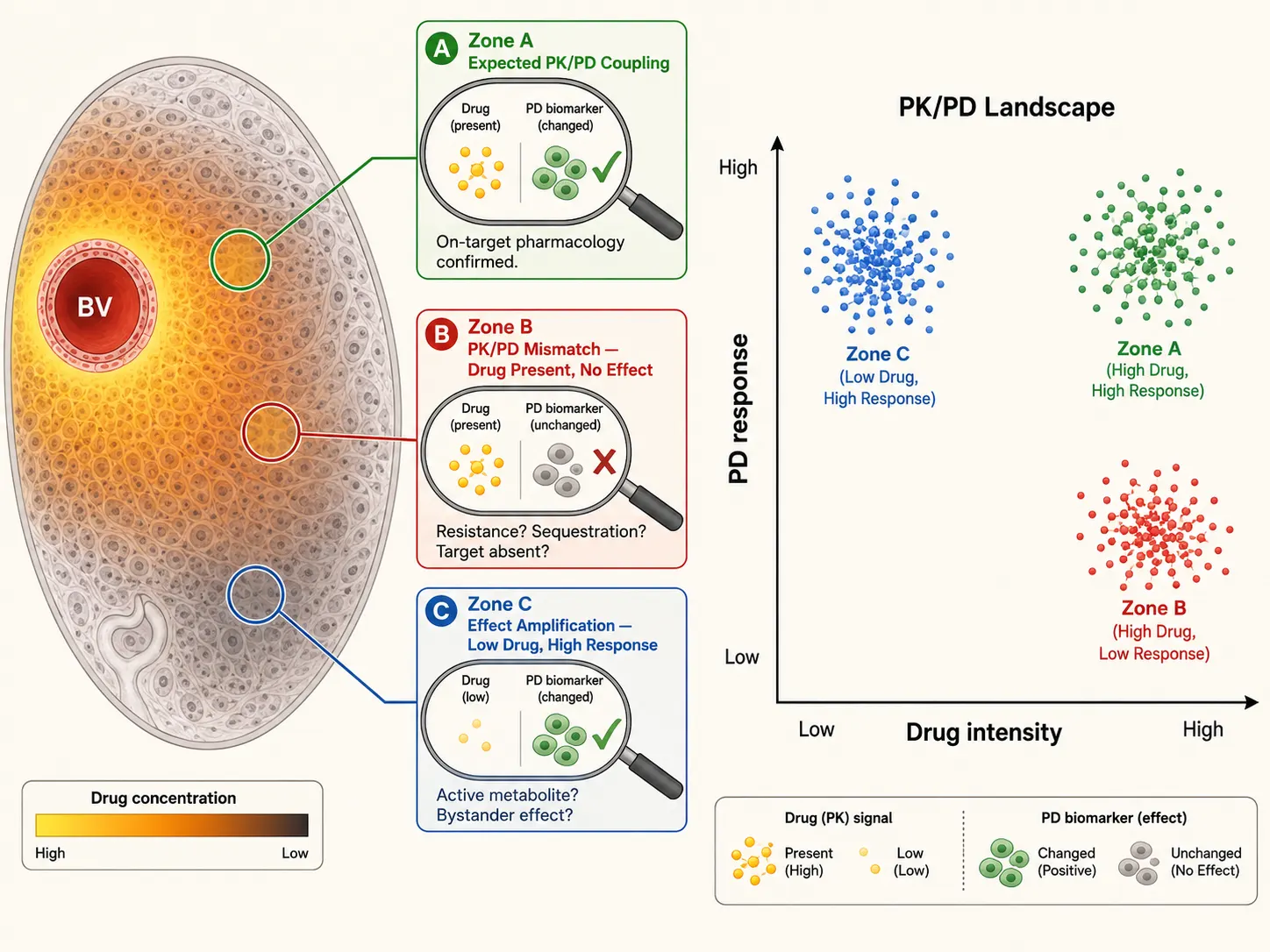 PK/PD mismatch concept showing three pharmacological zones in tissue cross-section