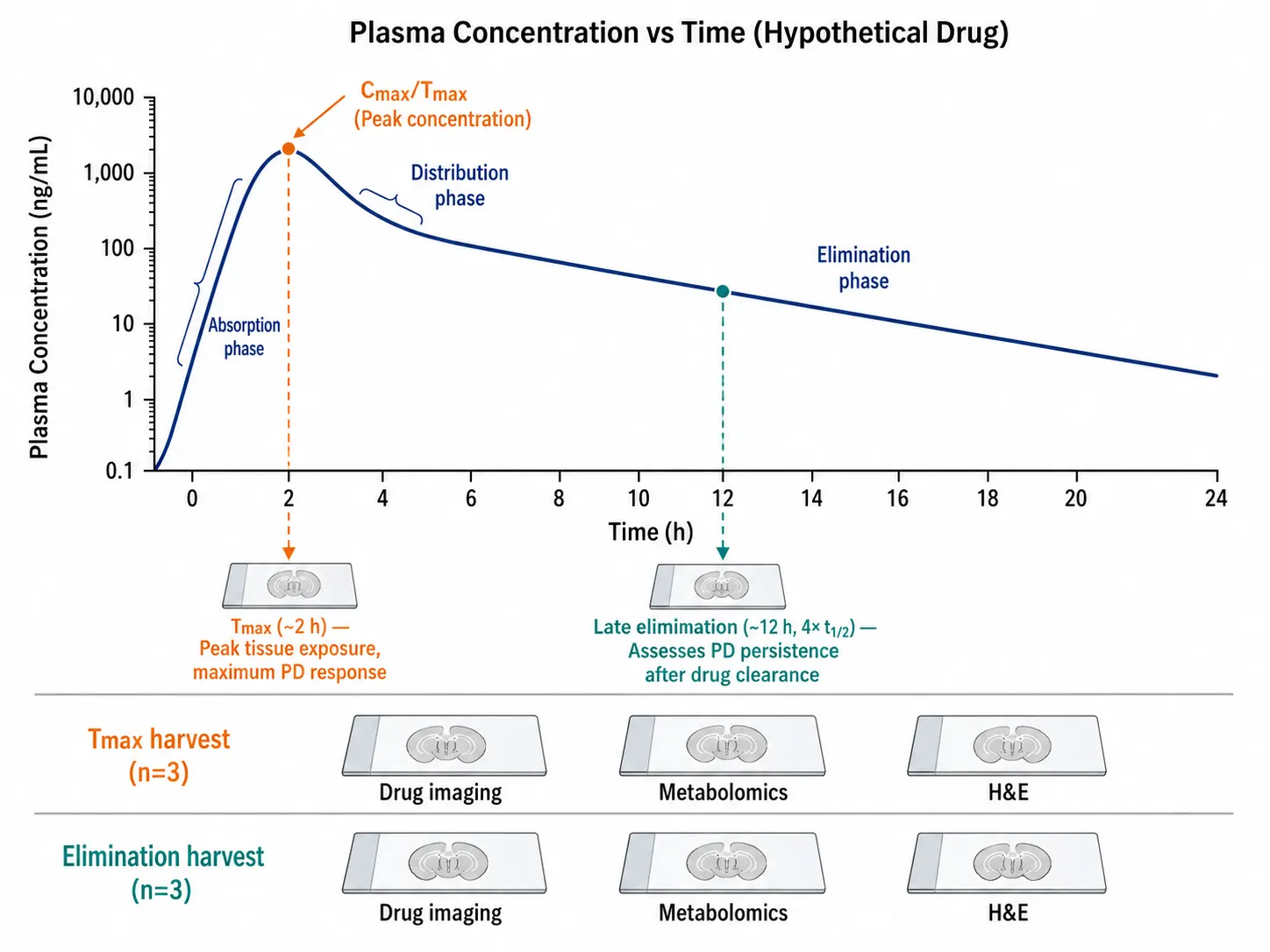 Plasma PK curve with tissue sampling time points and biological replicate design