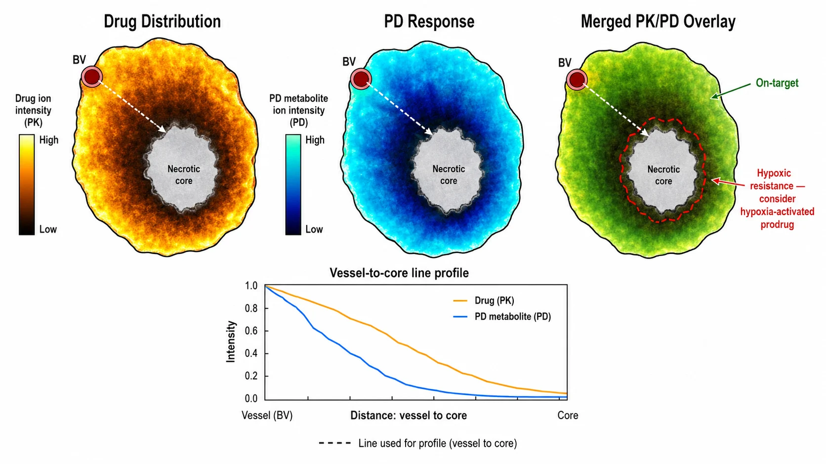 Case study — drug gradient and metabolic response in tumor xenograft PK/PD