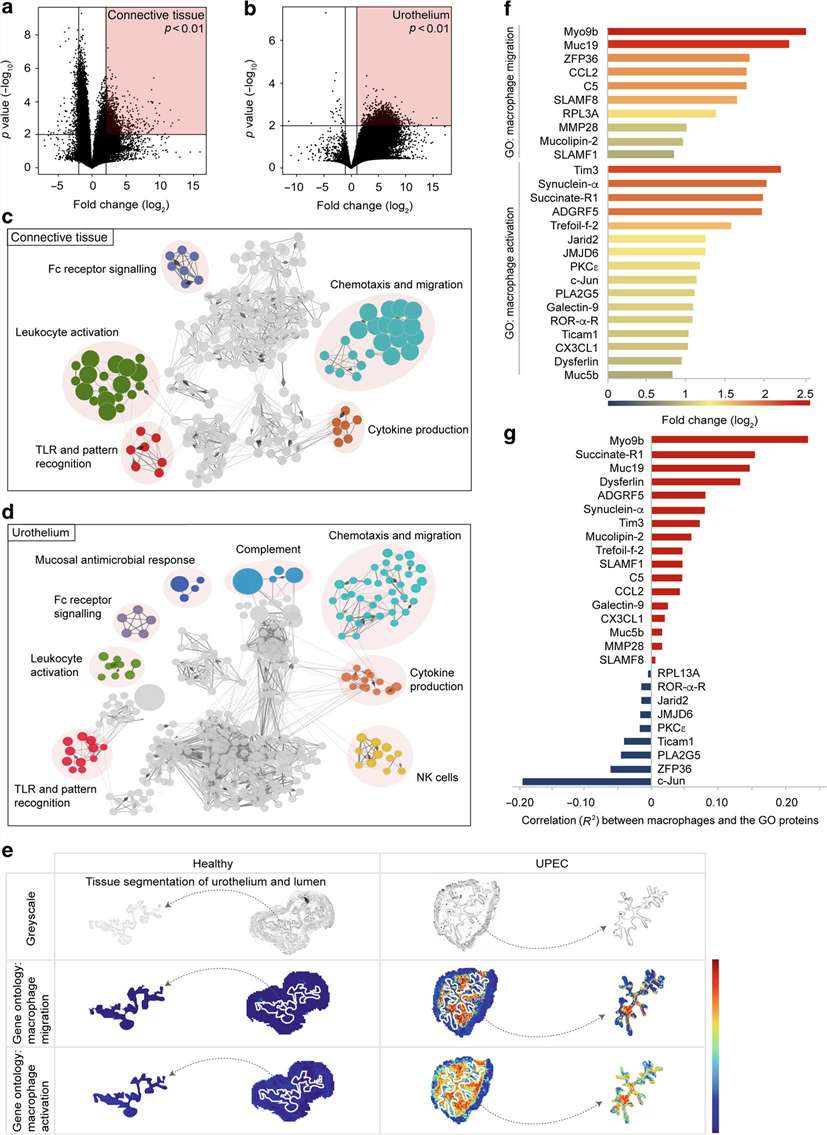 MSI of macrophage migration and activation