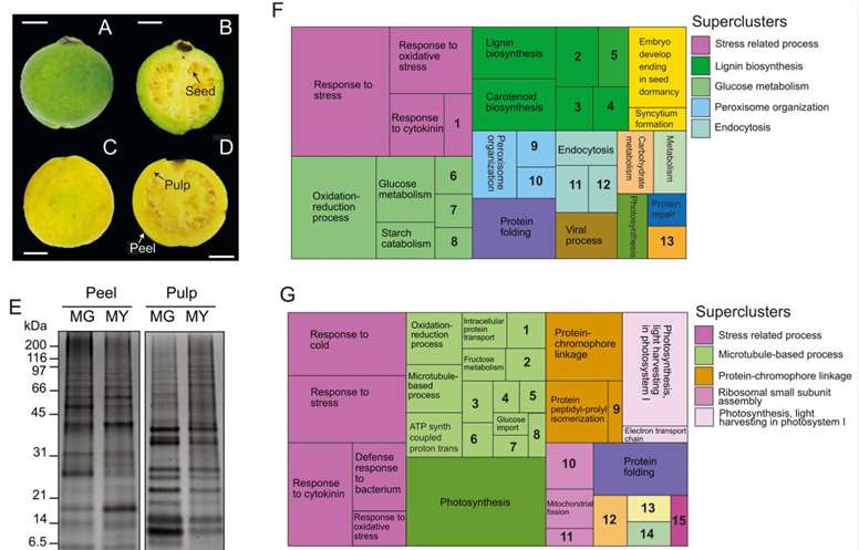 Integrated Proteomics and Metabolomics Reveals Insights into White Guava Ripening