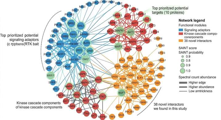 AP-MS interactome network visualization for a receptor tyrosine kinase bait showing 142 high-confidence interactors as colored nodes in a Cytoscape-style network layout with hub proteins highlighted and functional modules annotated.