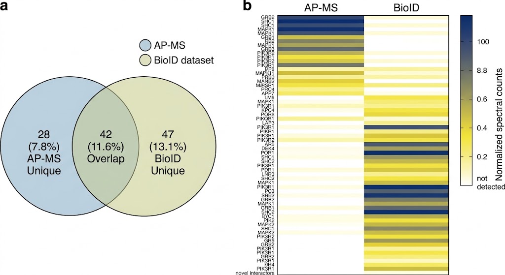 BioID proximity labeling comparison heatmap showing AP-MS and BioID interactor overlap for a membrane protein bait, with Venn diagram and intensity heatmap distinguishing shared, AP-MS-unique, and BioID-unique interactors.
