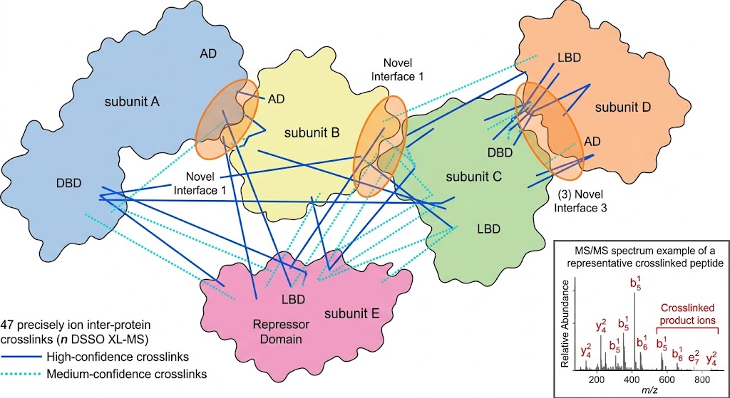 XL-MS crosslink map showing 47 inter-protein crosslinks connecting five subunits of a transcriptional co-regulator complex with identified interaction interfaces mapped to specific domain regions.
