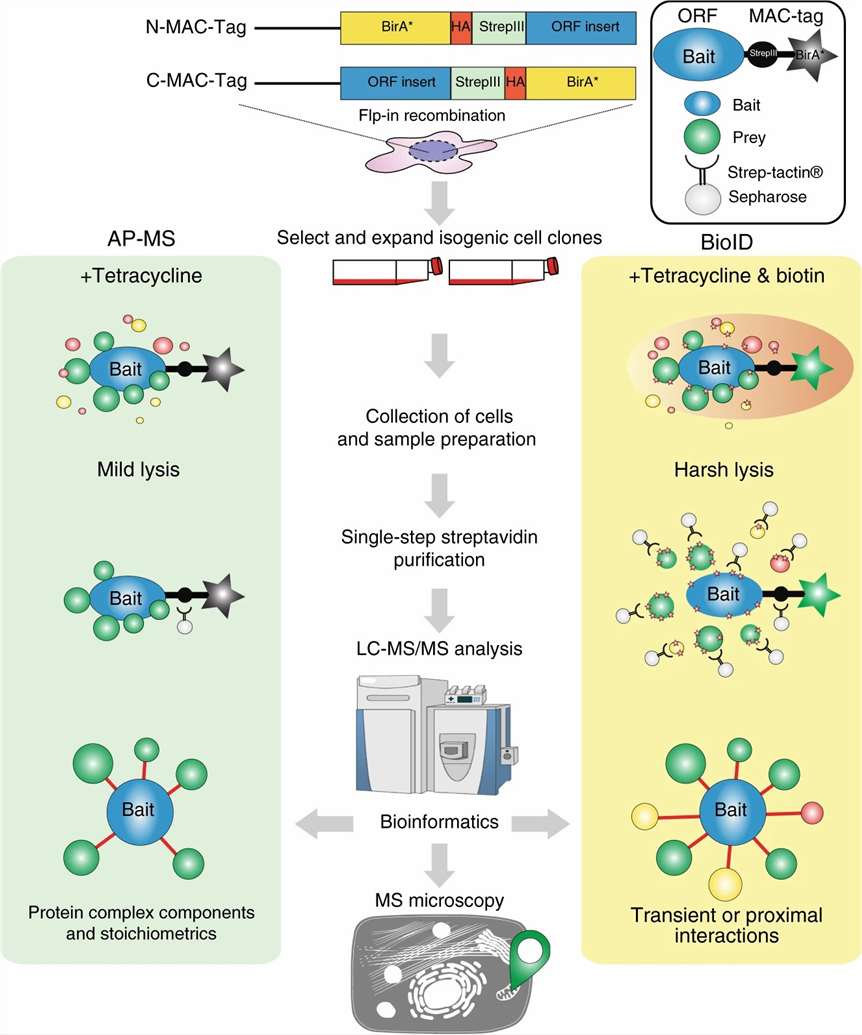 MAC-tag design (Fig. 1) showing StrepII-HA-BirA* construct and combined AP-MS/BioID interaction networks (Fig. 3) for 18 subcellular marker proteins.