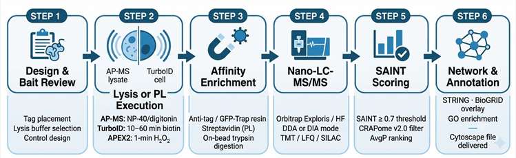 Interactomics AP-MS and proximity labeling workflow: experimental design and bait construct review, cell lysate preparation or TurboID/APEX2 proximity labeling, affinity enrichment and on-bead digestion, quantitative LC-MS/MS acquisition, SAINT scoring and CRAPome background subtraction, protein interaction network construction and biological annotation.