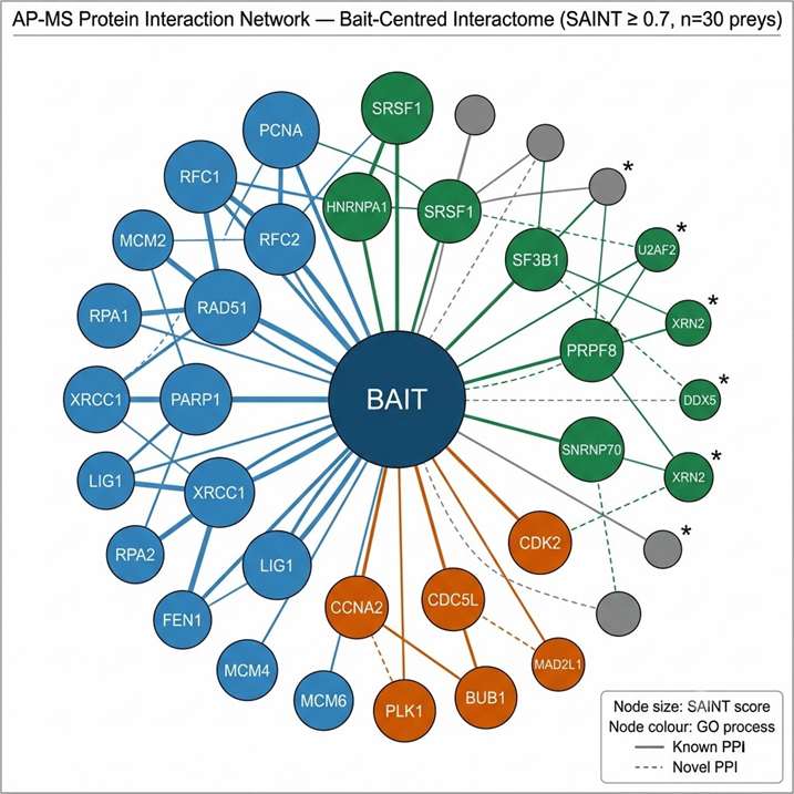 Protein interaction network from AP-MS interactomics: central node represents bait protein, surrounding nodes are high-confidence SAINT-scored interactors, node colour represents GO biological process category, edge thickness represents SAINT score confidence, network visualised in Cytoscape with STRING reference edges shown as dashed lines.