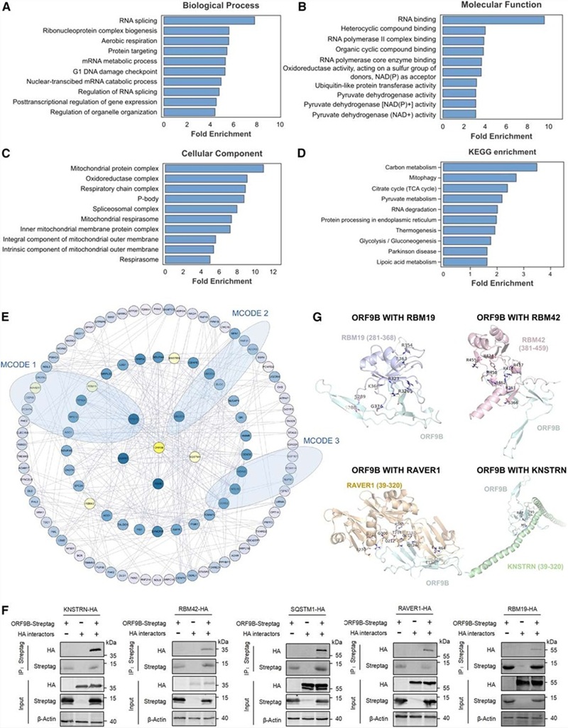 Figure 2 from Luo et al. 2025, Cell Reports Methods, showing APPLE-MS versus standard AP-MS specificity comparison with 4.07-fold improvement, and in-situ GLP-1 receptor complex mapping data from HEK293T cells.