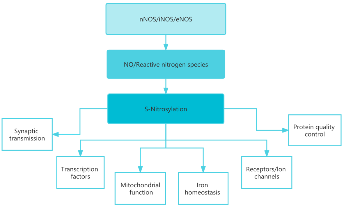 Introduction and Identification Strategy of Protein S-nitrosylation