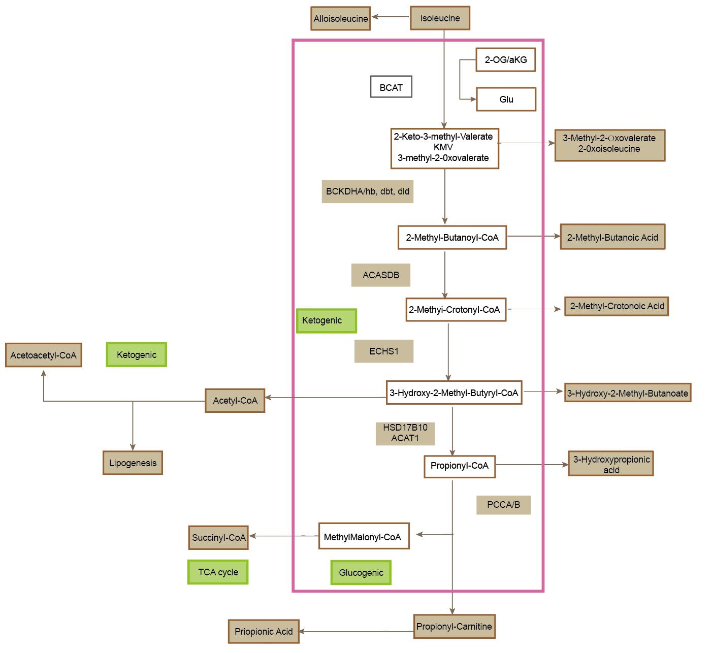 Isoleucine Metabolism: Pathways, Regulation, and Physiological Significance