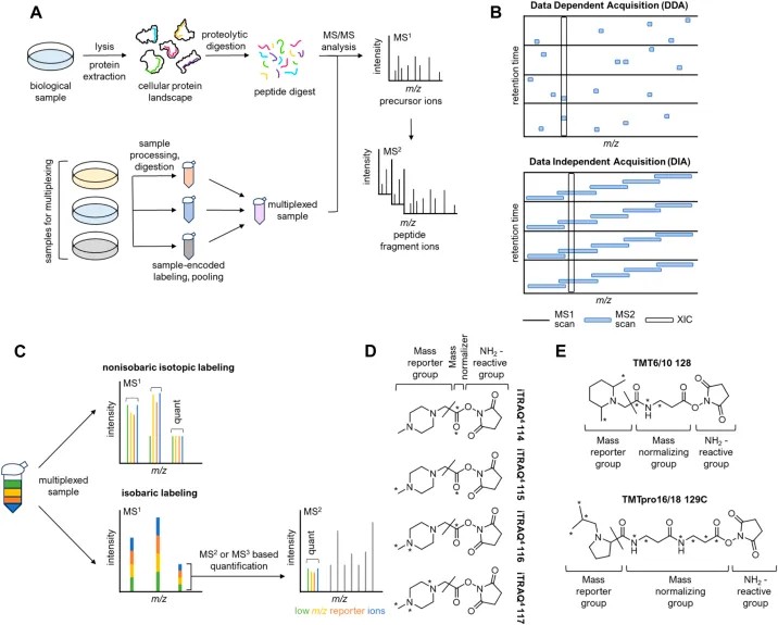 Literature-supported chemoproteomics evidence chain for covalent ligand discovery.