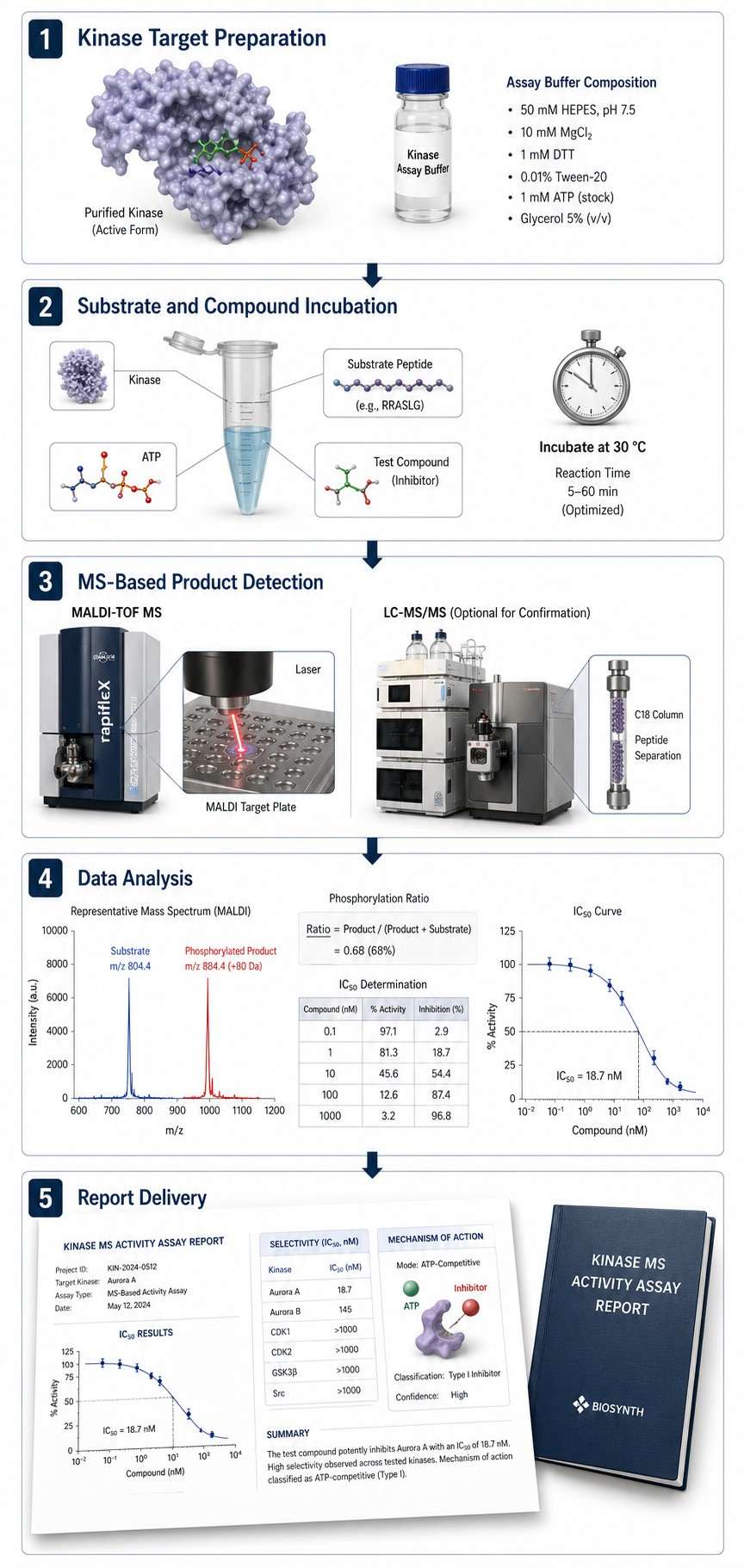 Five-step vertical workflow diagram for kinase MS activity assays: target preparation, incubation, MS detection, data analysis, and report delivery.