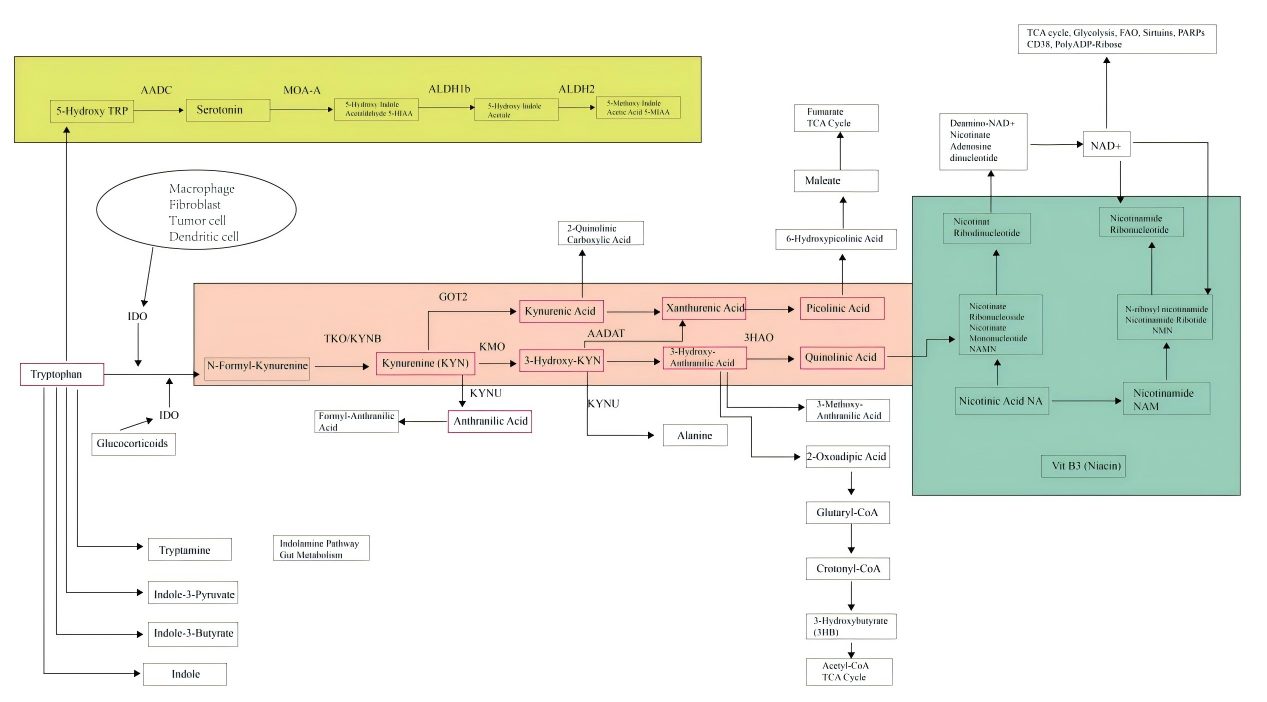 Kynurenine Metabolism: The Master Regulator of Tryptophan-Driven Immunity