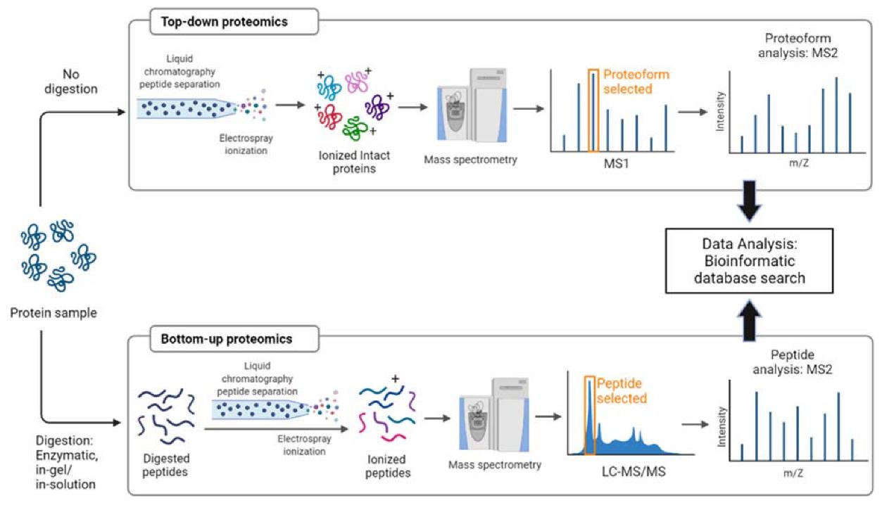 LC-MS/MS for Quantitative Analysis of Protein Drugs: Methods, Applications, and Future Trends