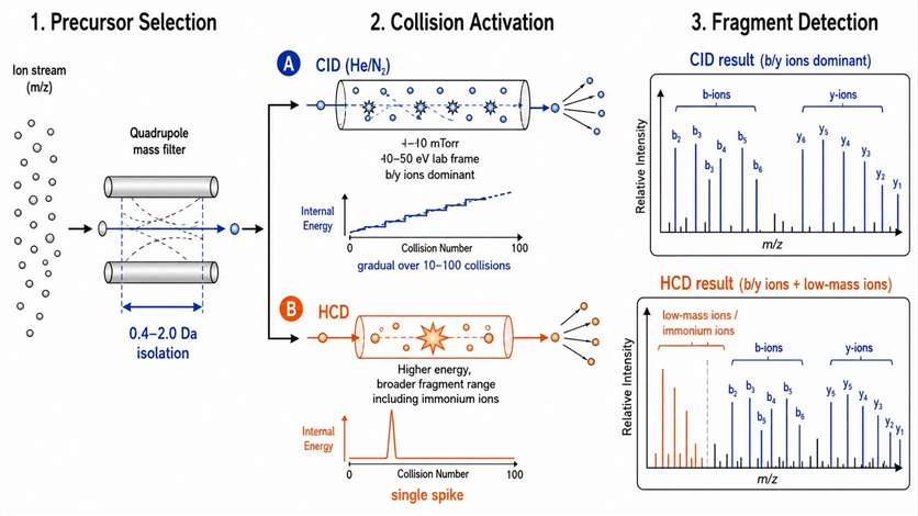 LC-MS vs. LC-MS/MS: When Single Mass Filtering Is Enough and When Fragmentation Becomes Necessary