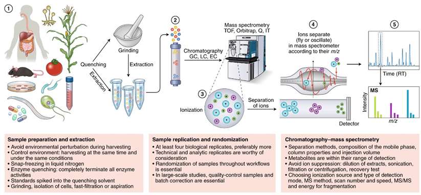 LC-MS/MS Metabolomics basic steps
