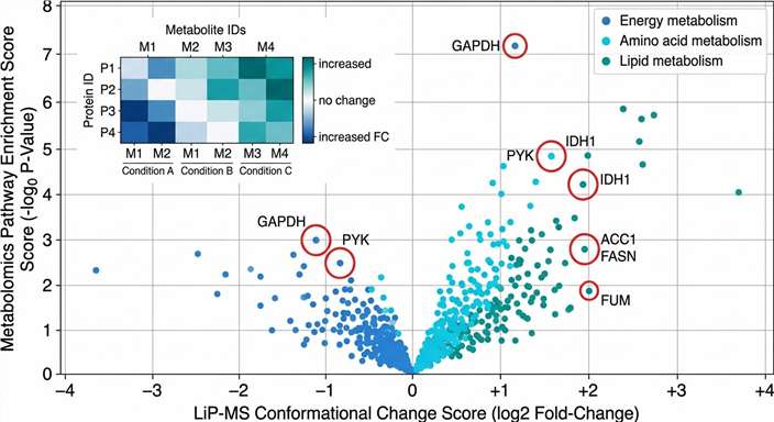 LiP-MS Metabolomics correlation heatmap linking conformational changes to metabolic pathway enrichment