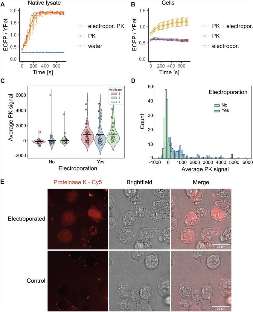 In-cell LiP-MS proteome-wide structural alteration detection data from Elsasser et al. 2026